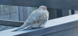 Lessons from the Nest: The Resilience of Mourning Doves